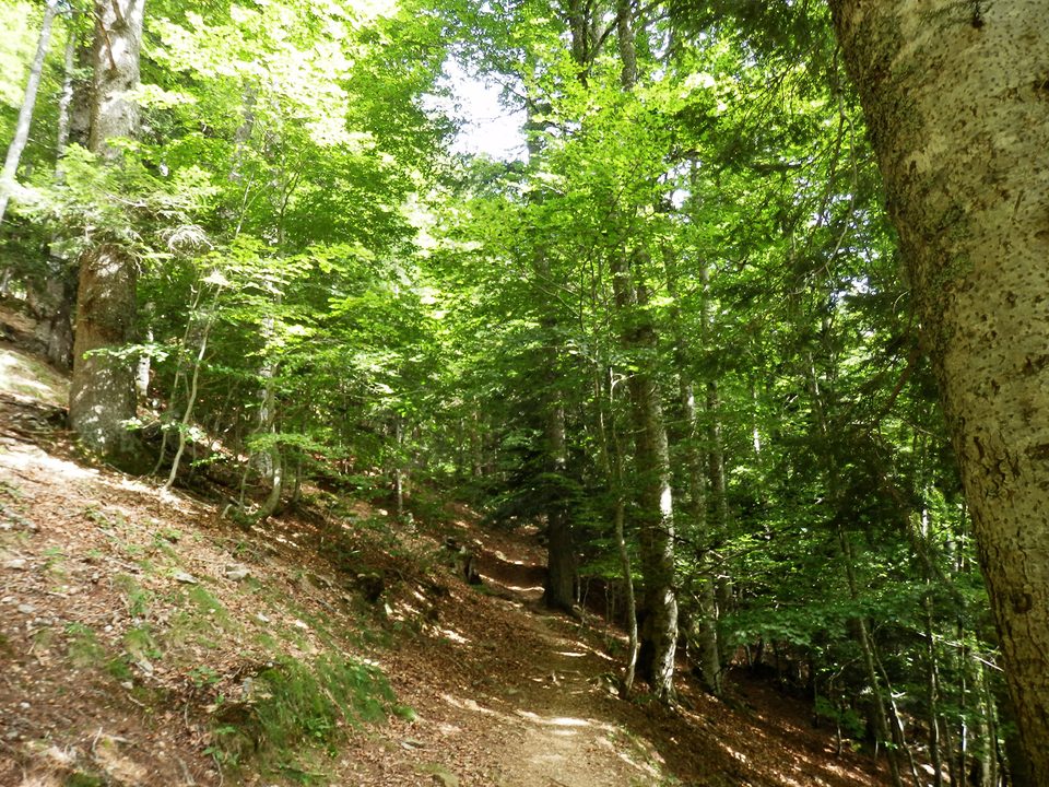 La cabane de Chérue