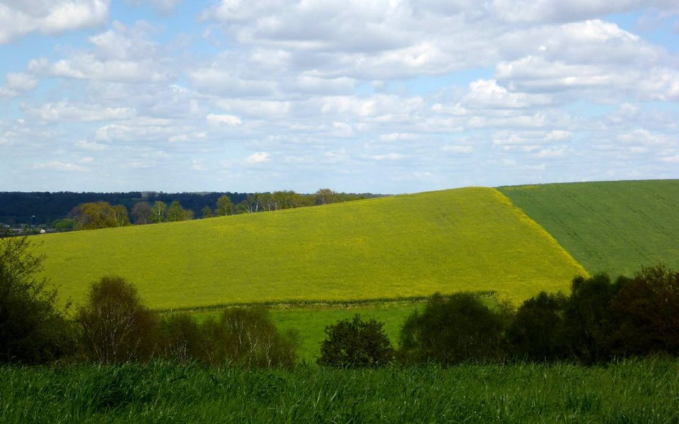 Bois de Bénéjacq