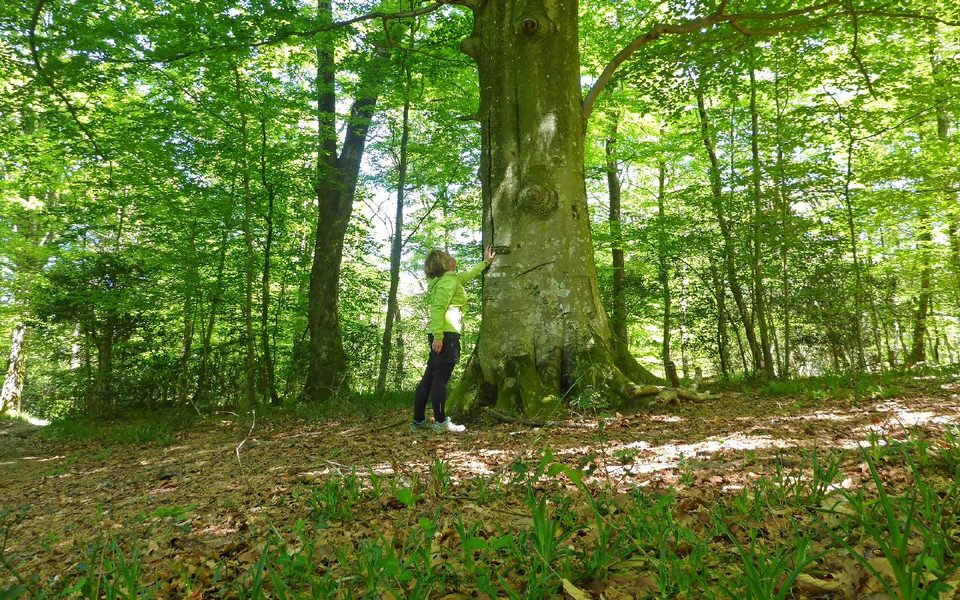 Bois de Bénéjacq