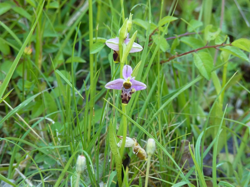 Lespielle : entre moulin et orchidées