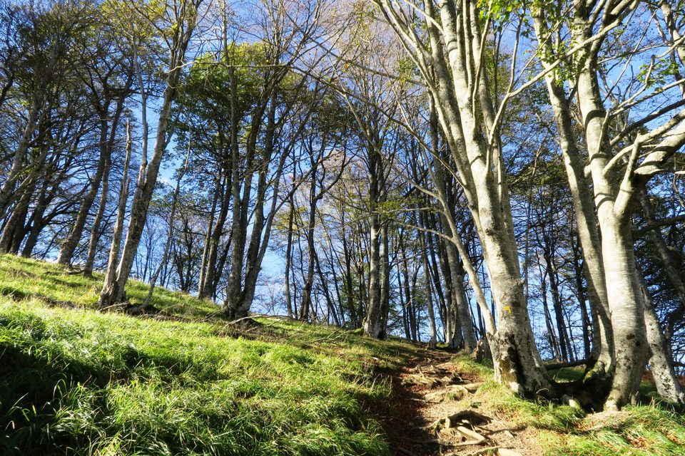 N°47 Tour du Belvédère