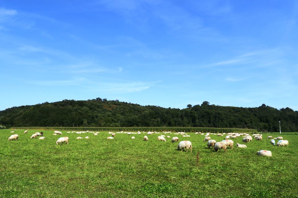N°8 Pantières