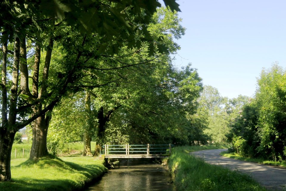 N°85 Bois de Goès-Précilhon