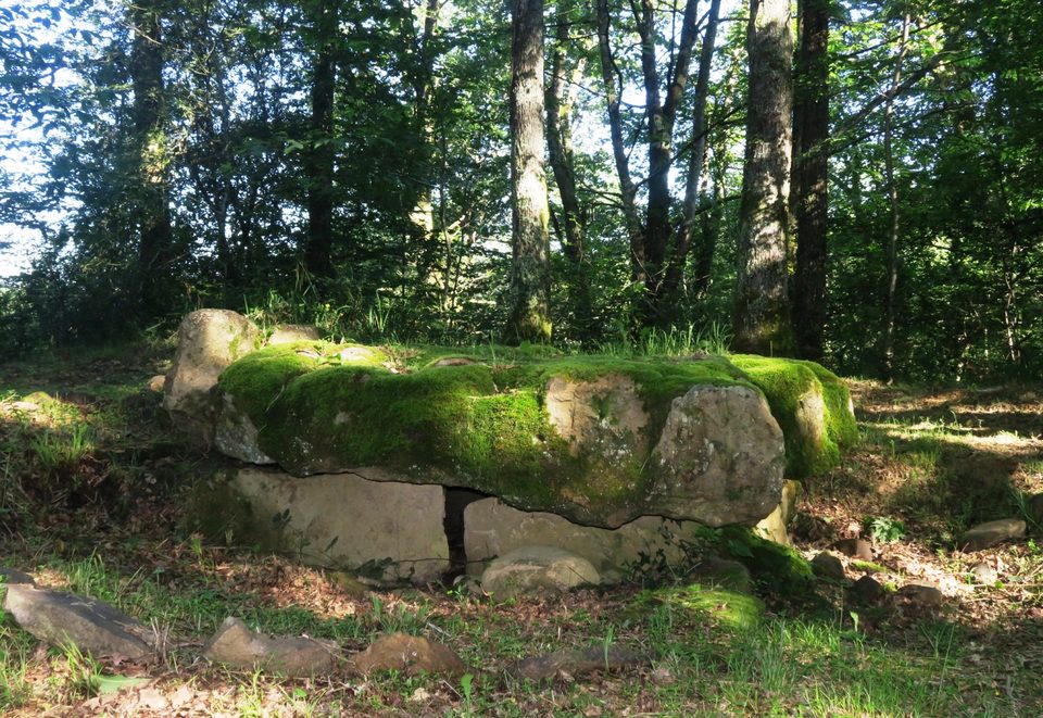 N°85 Bois de Goès-Précilhon