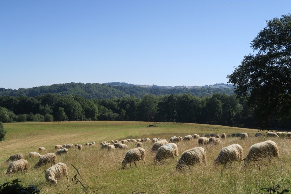 VTT N°75 - Bords du Gave
