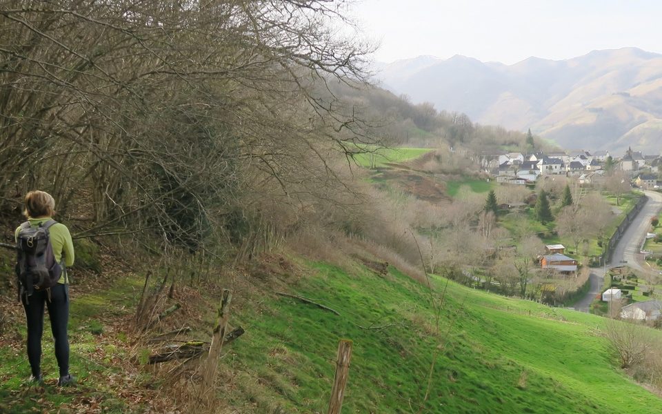 Jauregiberri
