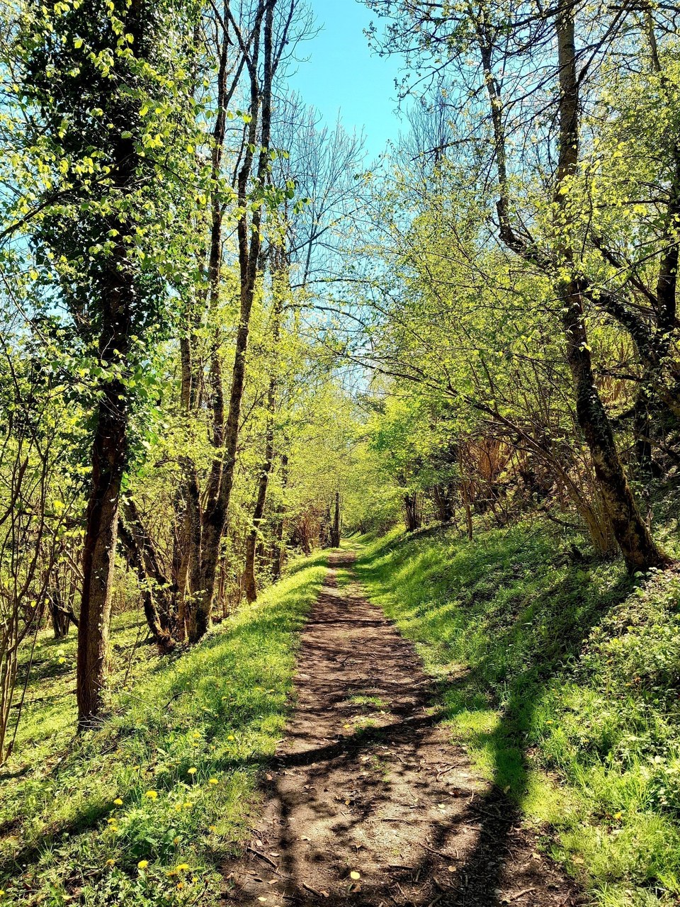 La pente douce sur le sentier forestier