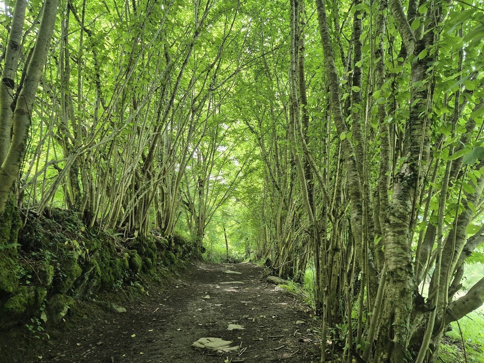 La beauté de la nature luxuriante