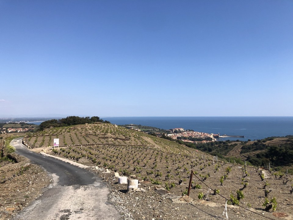 Vignes à Collioure