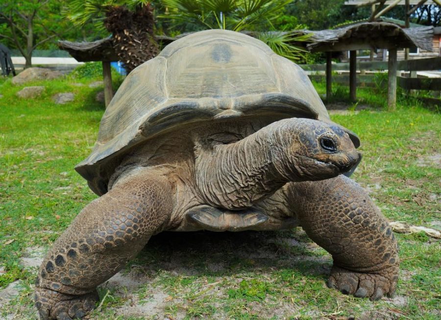 Vallée des tortues