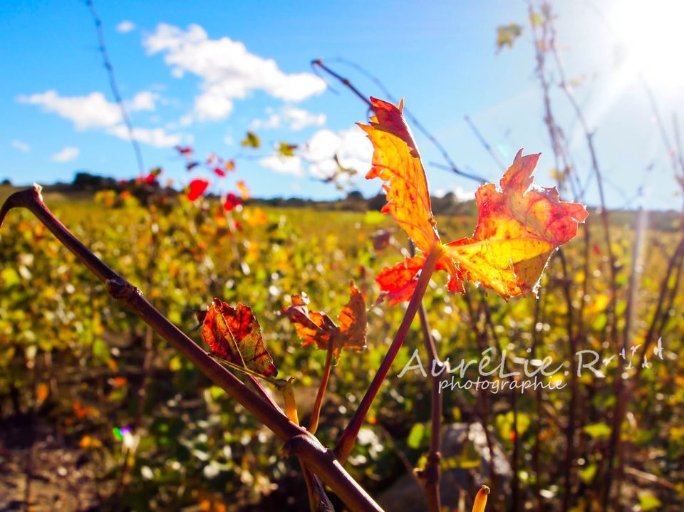 macrovigne