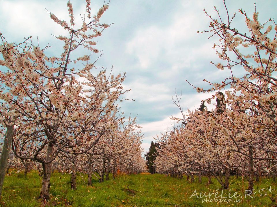 vergers fleurs