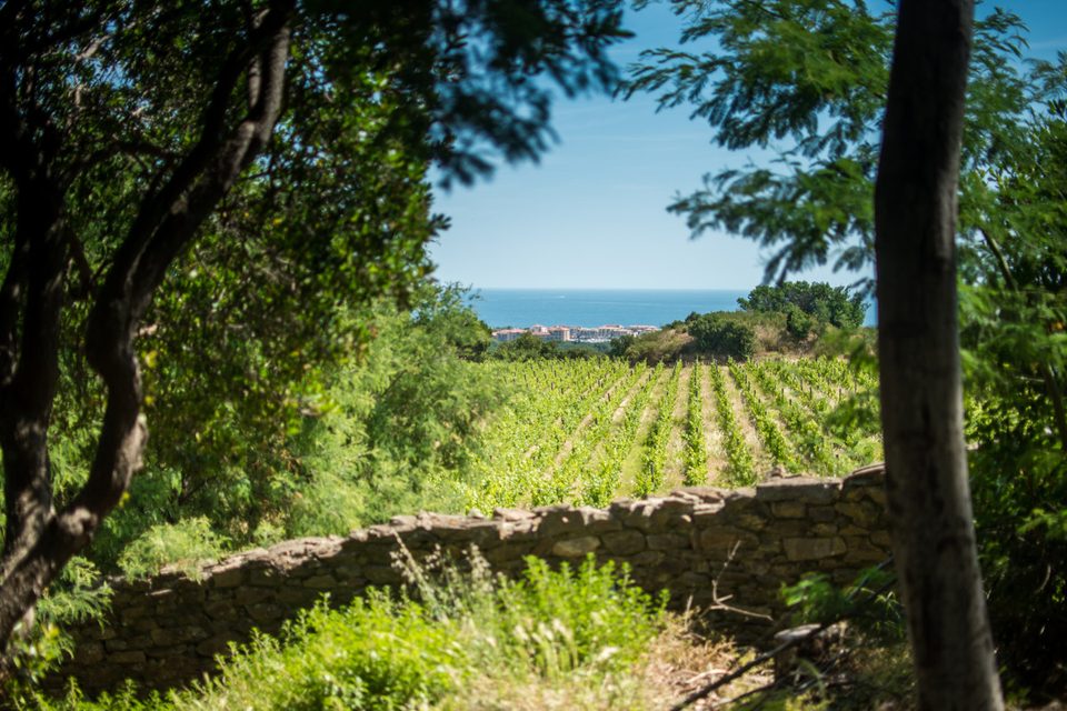 Du Château de Valmy à Collioure  par le sentier littoral
