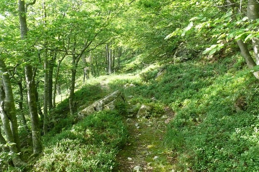 Hêtraie, en chemin vers Sant Guillem