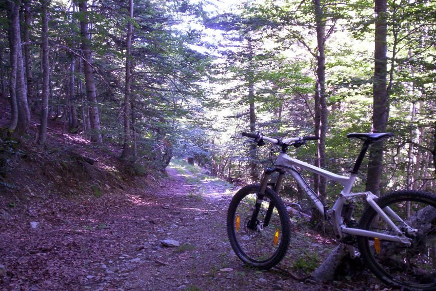 Descente dans le hêtraie