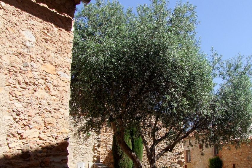 L'olivier près de la cellera