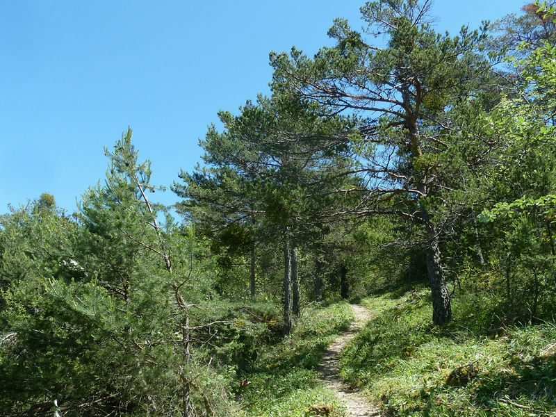 Traversée de la forêt domaniale