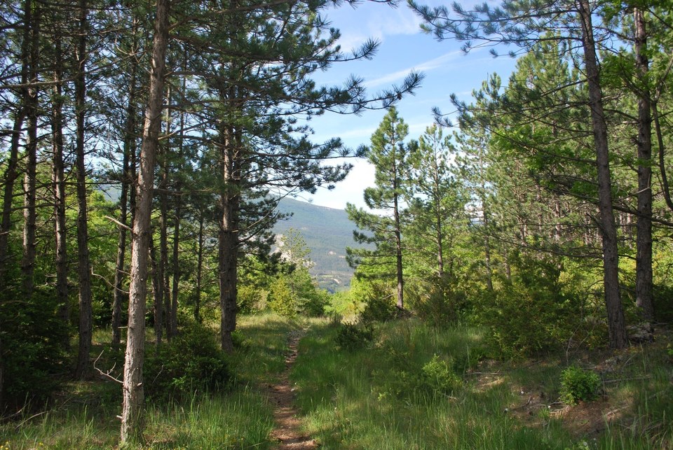 Portion de sentier bien ombragée par les pins