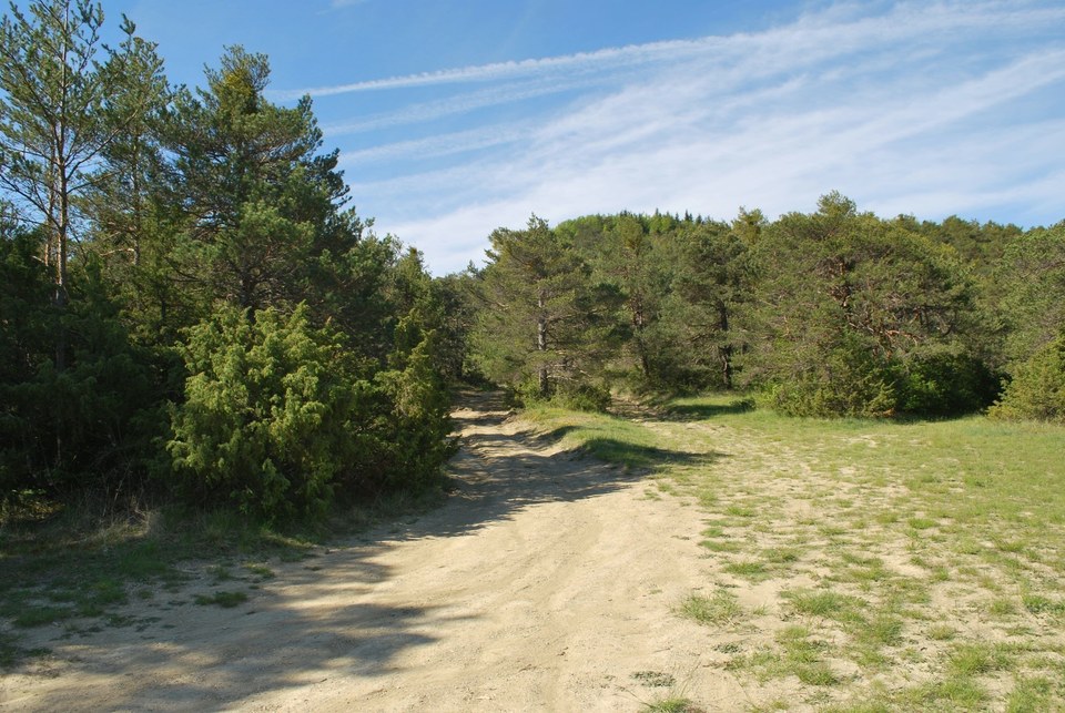 Piste forestière