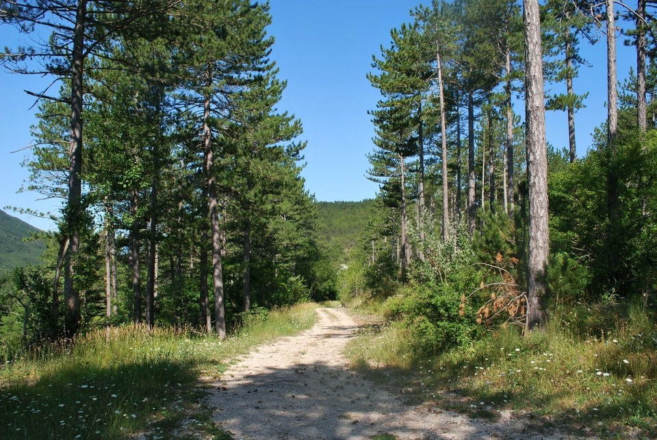Plantations de pins d'Autriche