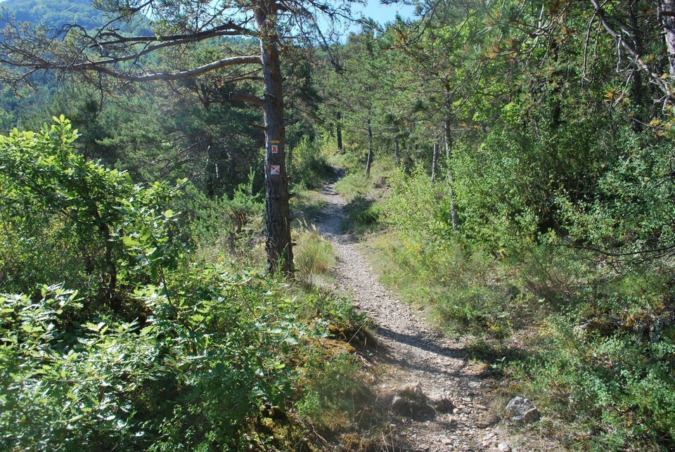 Sentier en sous-bois