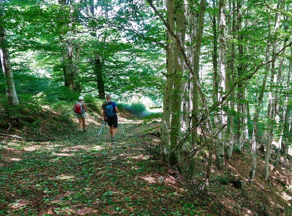 Sentier ombragé