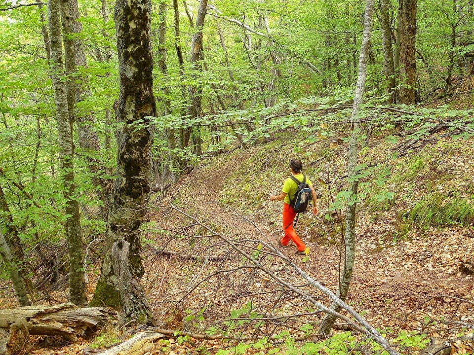 Sentier ombragé