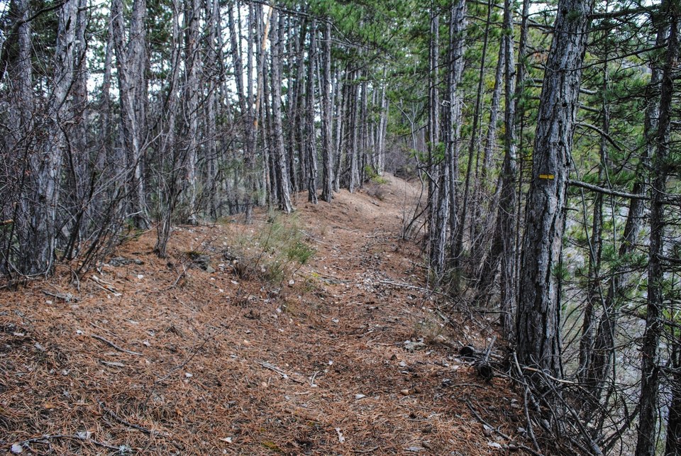 Sentier en sous-bois