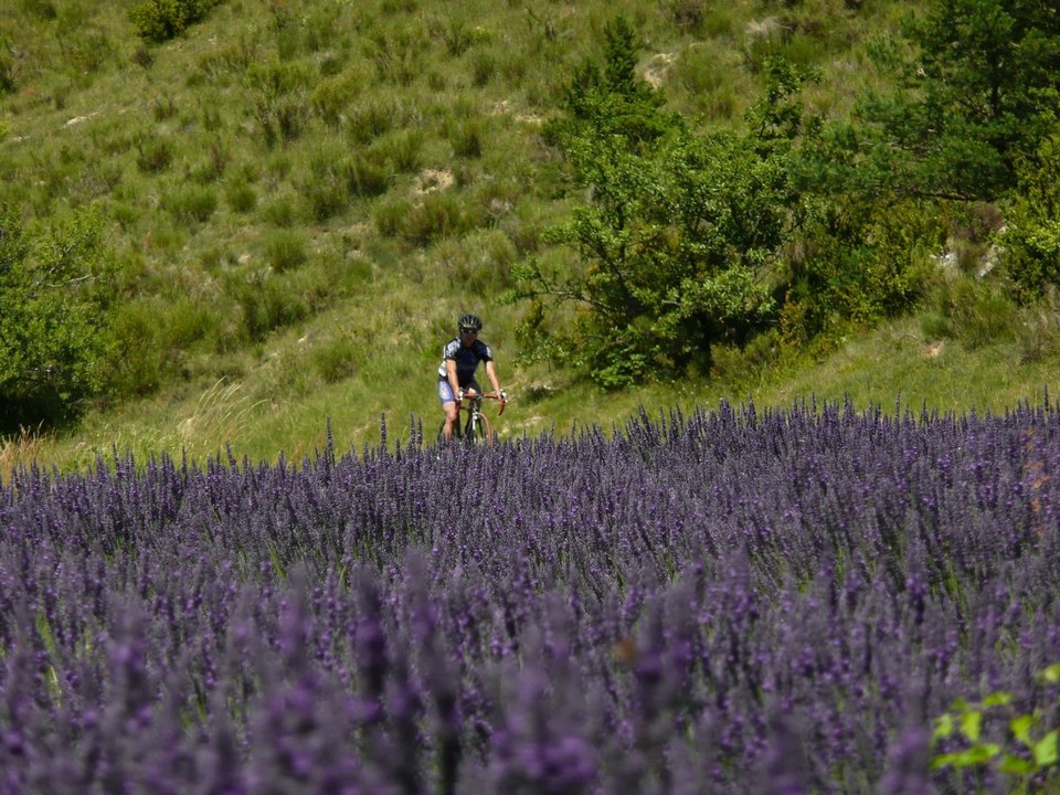 Lavandes et vergers à vélo (N°16)