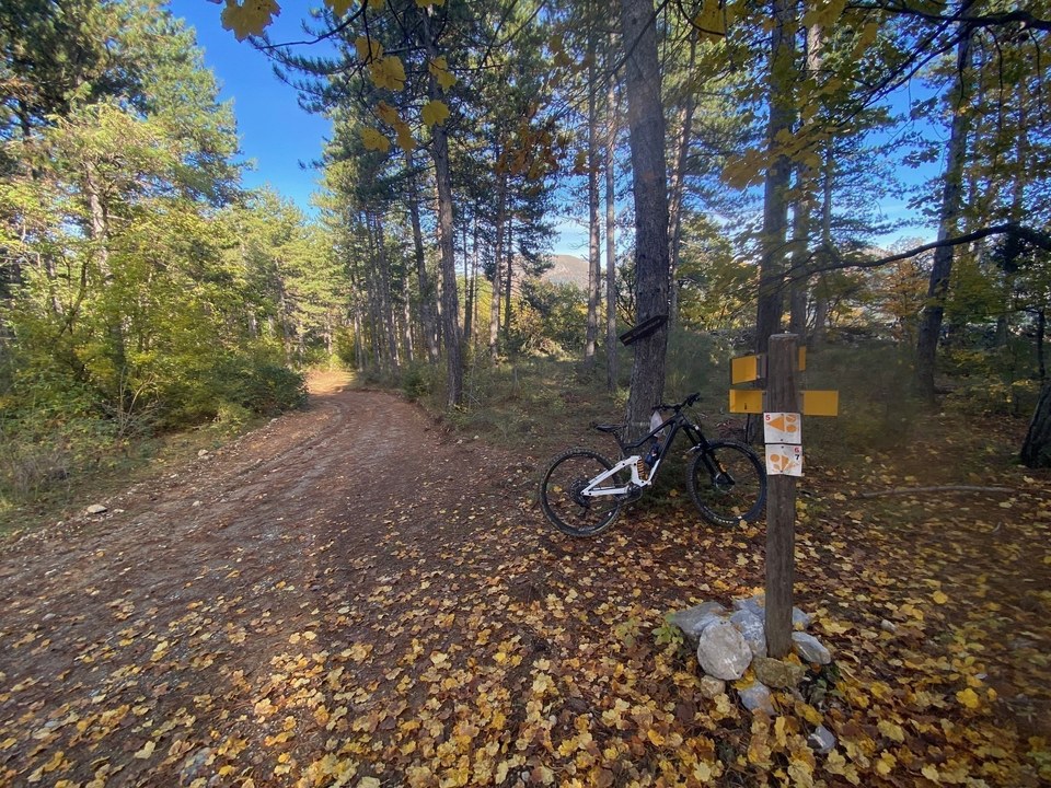 Ambiance forestière