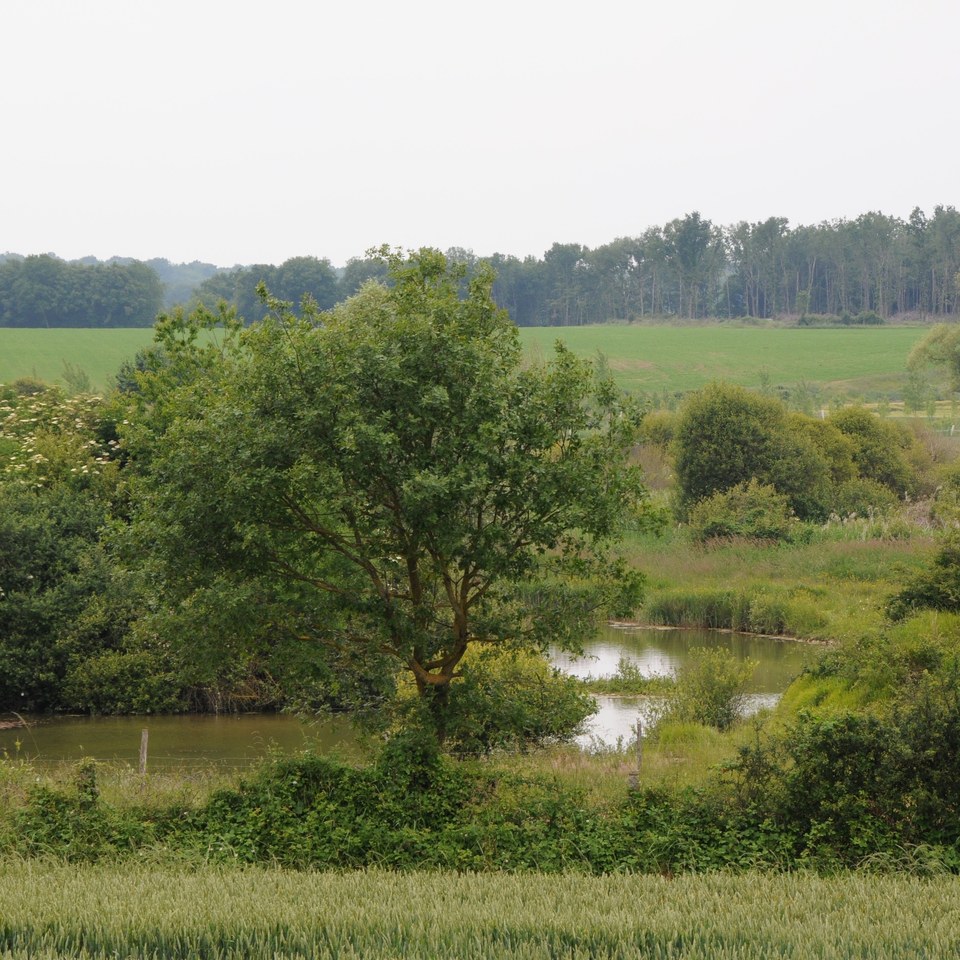 Sillars©BG (3)c