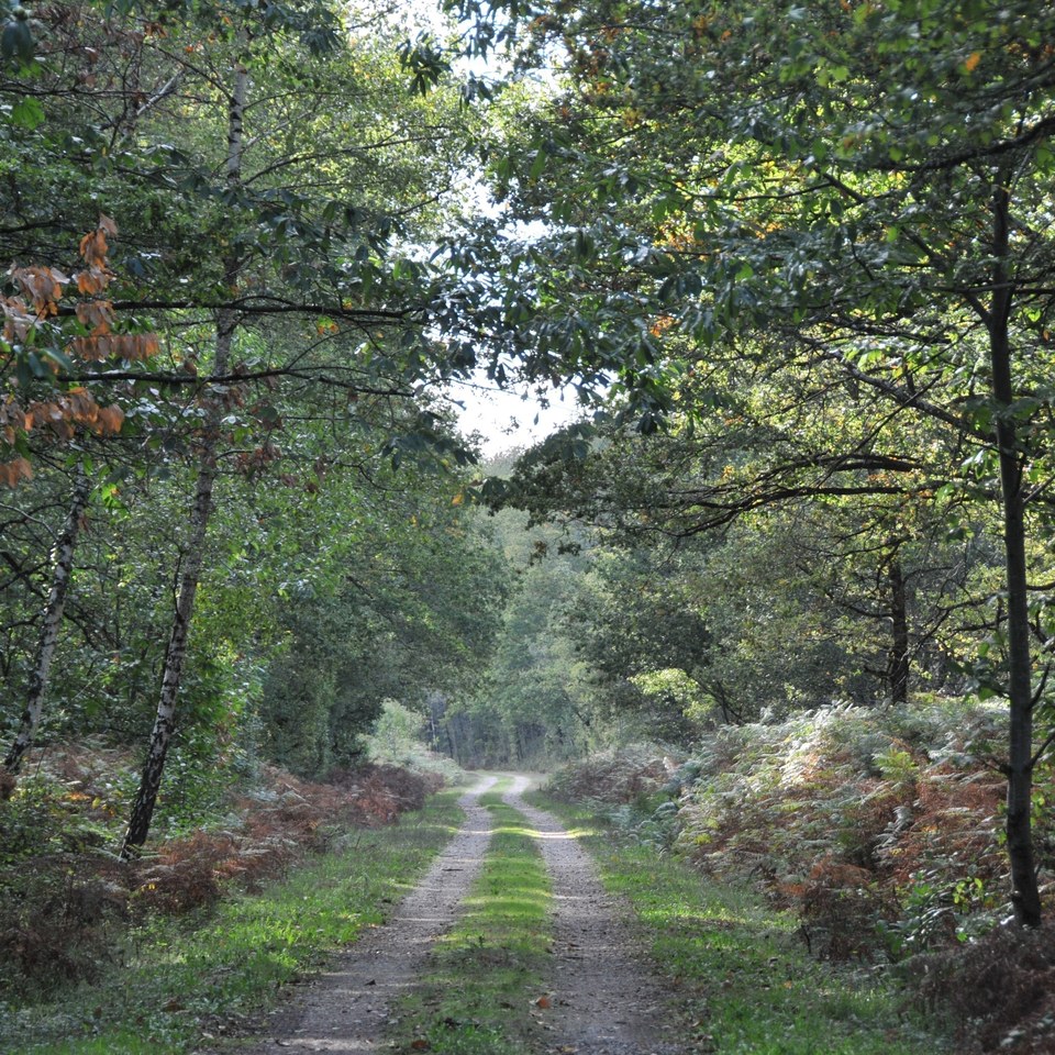Ancienne voie de chemin de fer