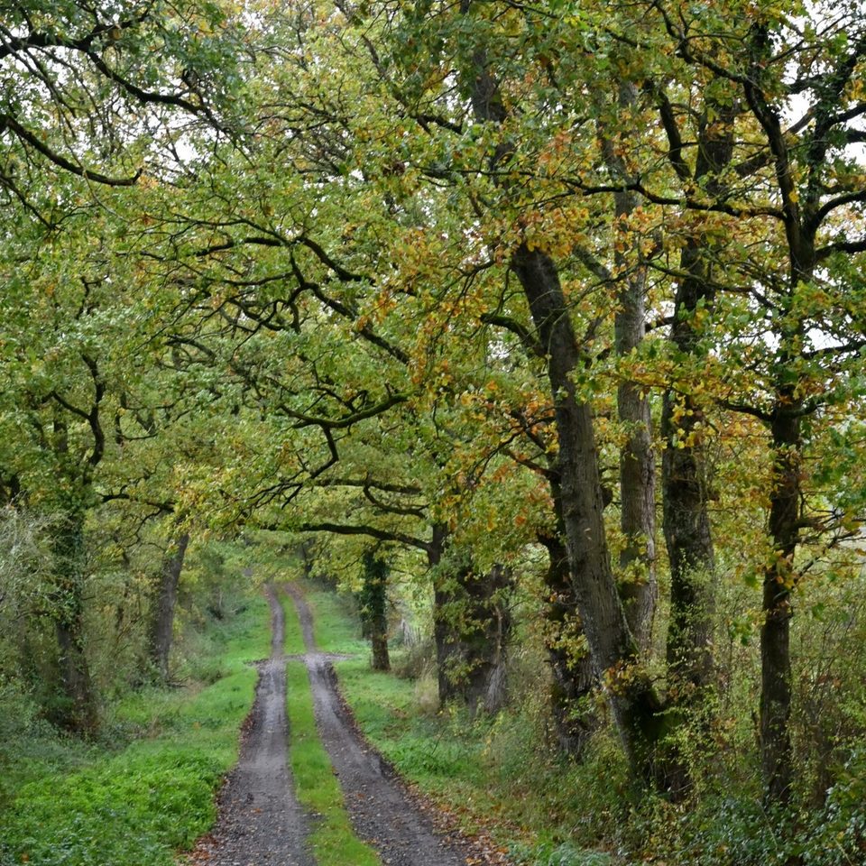 Chemin de traverse Montmorillon Lathus - 055