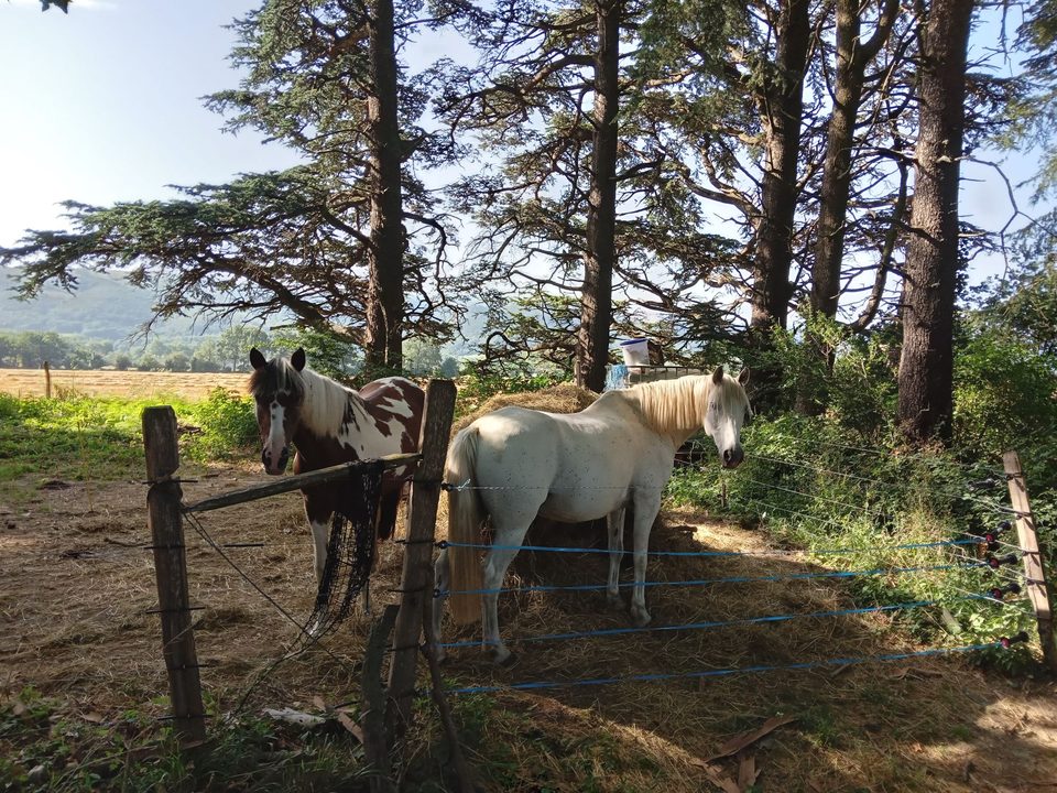 Chevaux