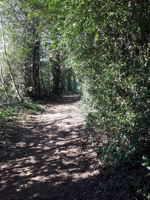 Sentier du Cap d'Aze sous-bois