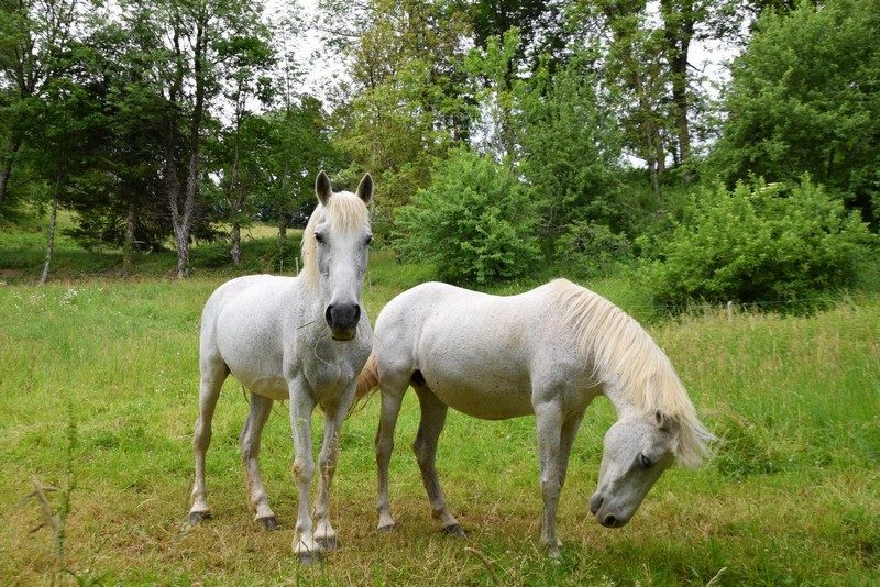 Chevaux sur le sentier de Peyrolles