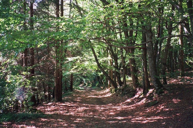 Chemin Puech Margot