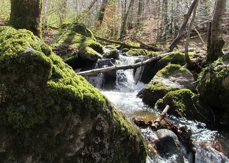 Paysage forêt Brassac