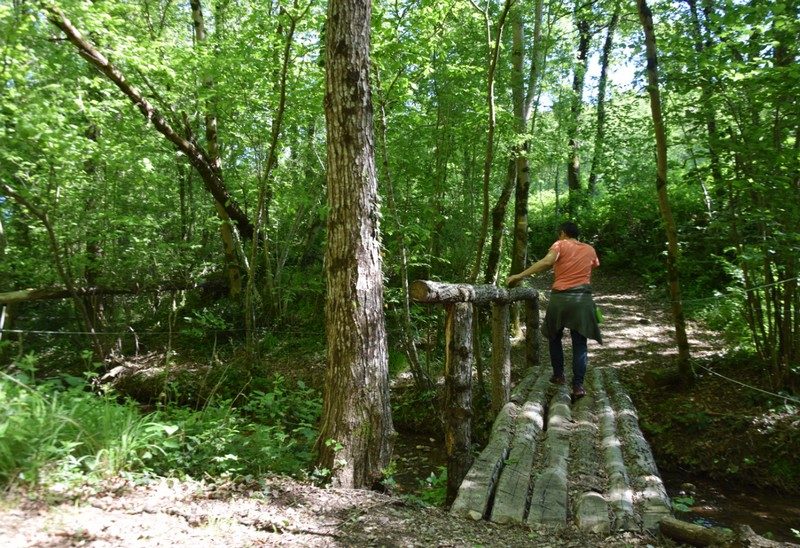 Sous-bois à Montfa
