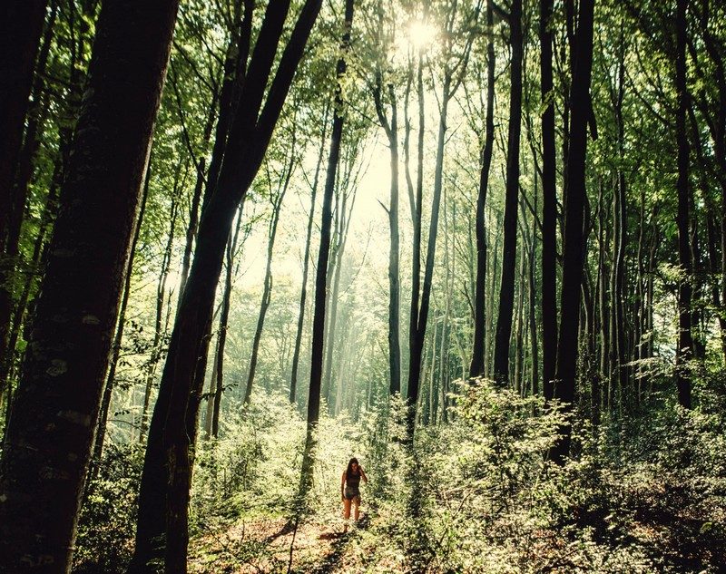 Randonnée de la forêt de Montagnol