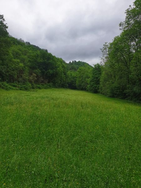 Clairière en bord de Dadou