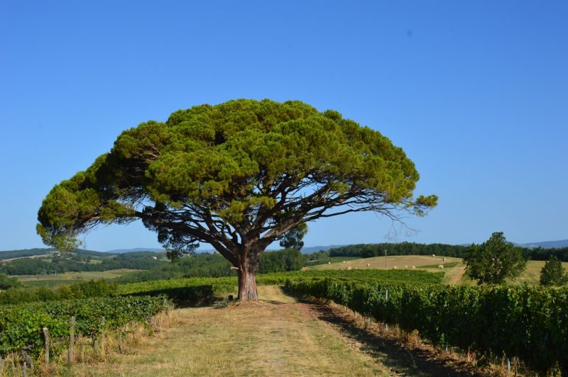 Oenorando® La ronde des vignerons