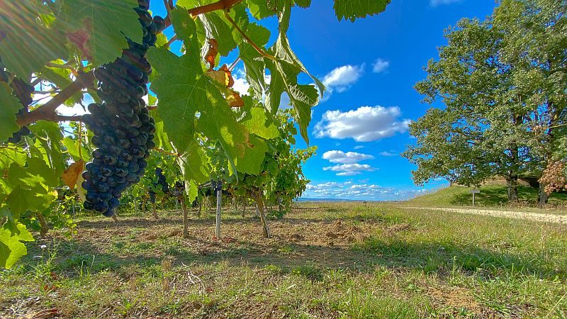 Vignes dans le gaillacois