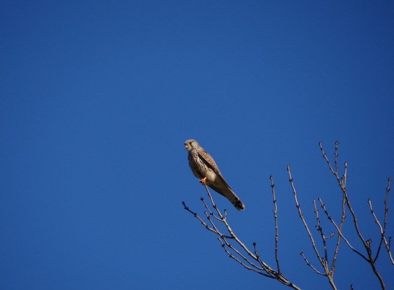 Vol d'un faucon crécerelle sur le sentier de Veyrières