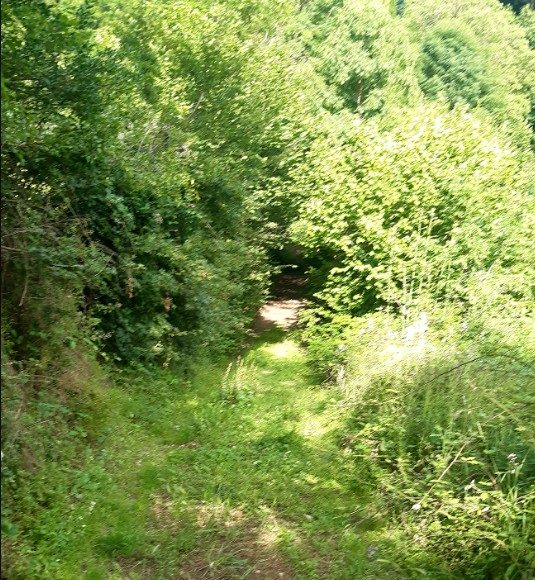 Sentier du bois du prince