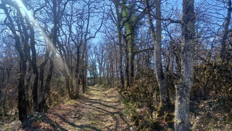 20230228_VALLEE BONNAN_chemin sous bois_C Manuel