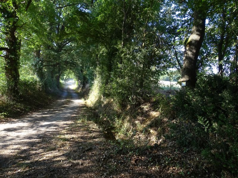 Allée cavalière de la Gazelle.