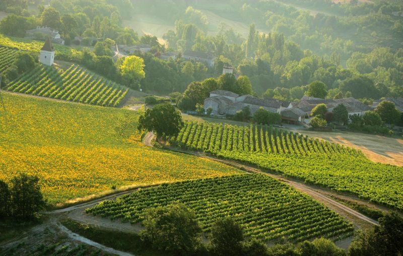 Vignoble