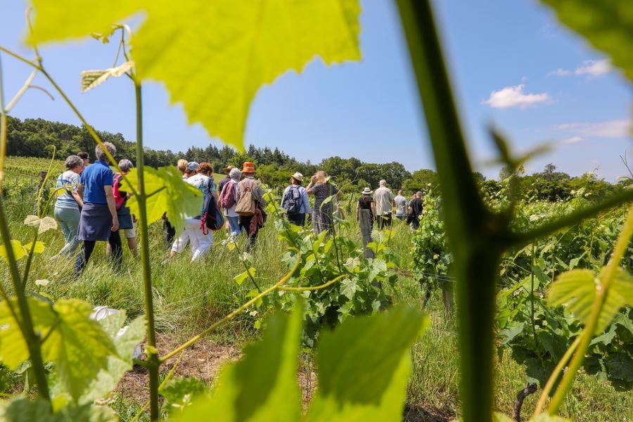 Au cœur du vignoble