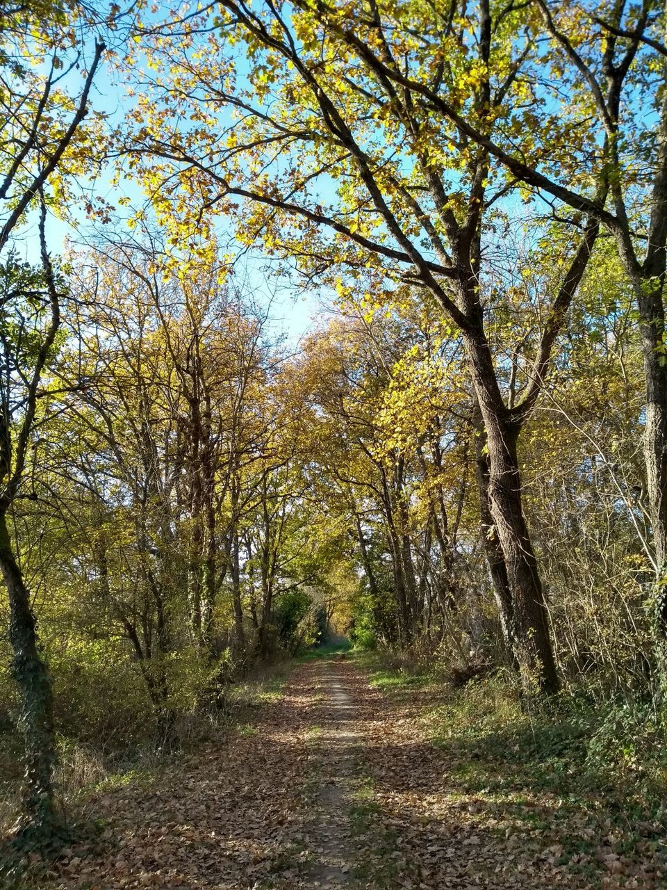 Sentier longeant la voie ferrée